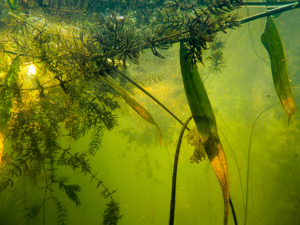 Jeziorko Powsinkowskie, zdjęcie podwodne 
rogatek Ceratophyllum sp. 
Powsinek Lake, underwater photography 
coontails