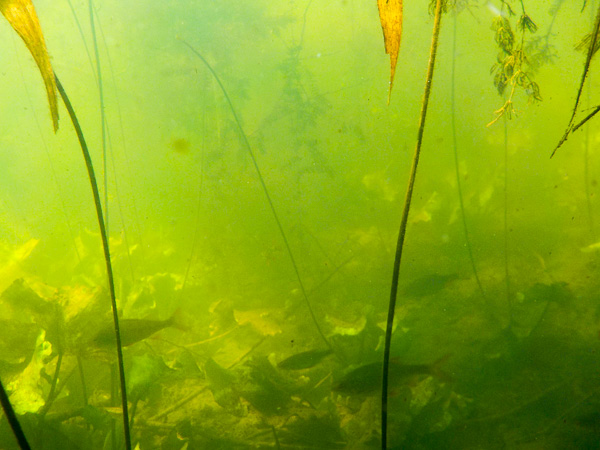 Jeziorko Powsinkowskie, zdjęcie podwodne 
płotki Rutilus rutilus 
Powsinek Lake, underwater photography 
roach