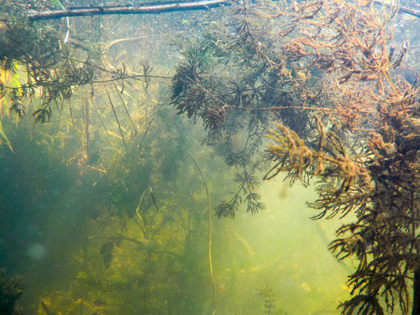 Jeziorko Powsinkowskie, zdjęcie podwodne 
rogatek Ceratophyllum sp. 
Powsinek Lake, underwater photography 
coontails