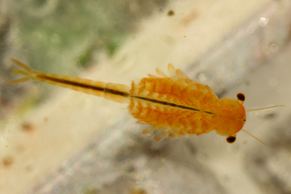dziwogłówka wiosenna 
Eubranchipus grubii 
skorupiaki