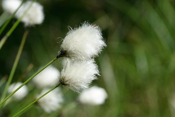 wełnianka pochwowata 
Eriophorum vaginatum 
hare's-tail cottongrass 
Jezioro Torfy 
rośliny