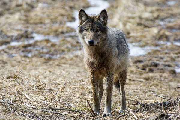 wilk szary 
Canis lupus 
grey wolf 
Biebrzański Park Narodowy, Dolina Biebrzy, Bagno Ławki, Carska Droga 
ssaki