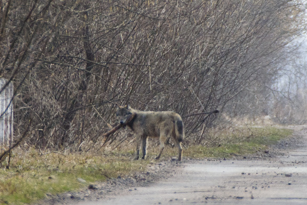 wilk szary 
Canis lupus 
grey wolf 
Biebrzański Park Narodowy, Dolina Biebrzy, Bagno Ławki, Carska Droga 
ssaki