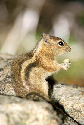 Pięknosuseł złocisty Wiewiórka ziemna  Callospermophilus lateralis  Golden-Mantled Ground Squirrel  Goldmantelziesel  Goldmantel-Ziesel