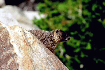 Świstak  Marmota flaviventris  Yellow-bellied Marmot   Gelbbäuchiges Murmeltier   marmotte à ventre jaune