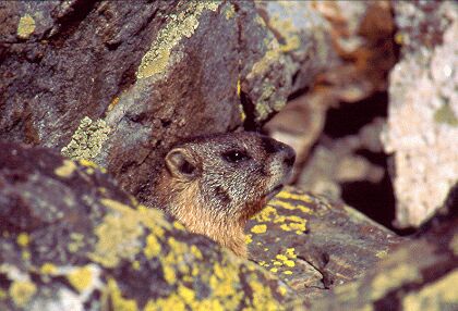 Świstak  Marmota flaviventris  Yellow-bellied Marmot   Gelbbäuchiges Murmeltierr   marmotte à ventre jaune