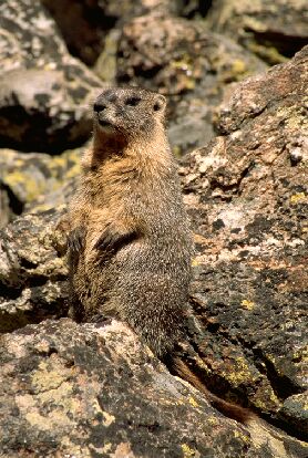 Świstak  Marmota flaviventris  Yellow-bellied Marmot   Gelbbäuchiges Murmeltier   marmotte à ventre jaune