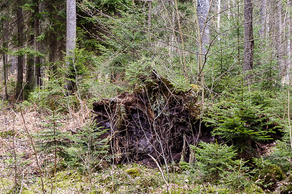 wykrot, samoczynne odnawianie lasu 
martwe drewno 
Puszcza Białowieska