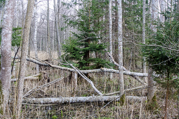 ols, martwe drewno 
Puszcza Białowieska