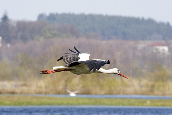 bocian biały 
Ciconia ciconia 
white stork 
Narew, wiosenne rozlewiska 
Łomżyński Park Krajobrazowy Doliny Narwi 
ptaki