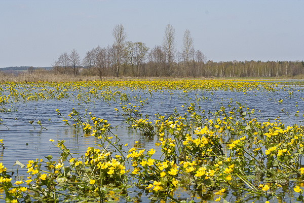 kaczeniec, knieć błotna 
Caltha palustris 
marsh-marigold 
Narew, wiosenne rozlewiska 
Łomżyński Park Krajobrazowy Doliny Narwi 
rośliny