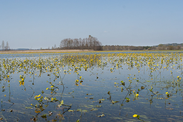 kaczeniec, knieć błotna 
Caltha palustris 
marsh-marigold 
Narew, wiosenne rozlewiska 
Łomżyński Park Krajobrazowy Doliny Narwi 
rośliny