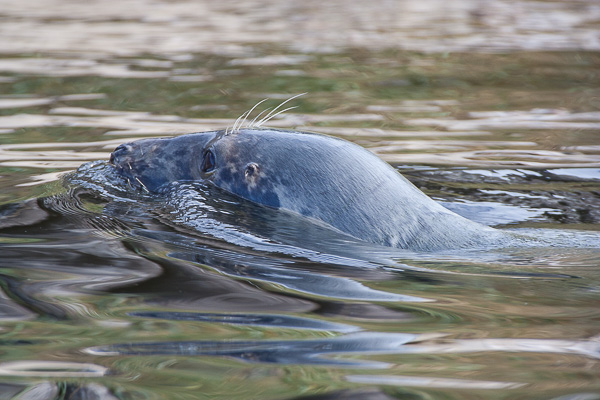 foka szara 
Halichoerus grypus 
grey seal  
Hel, Bałtyk