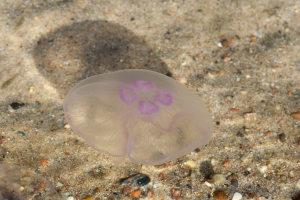 chełbia modra 
Aurelia aurita 
common jellyfish 
Rewa, Zatoka Pucka