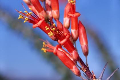 Fouquieria splendens  Ocotillo  Park Narodowy Drzewo Jozuego  Joshua Tree National Park