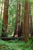 Pomnik Narodowy Las Muira, Muir Woods National Monument, sekwoja wieczniezielona, Sequoia sempervirens, Coast Redwood, Küstensequoie, Küsten-Mammutbaum, Rotholz, séquoia sempervirens