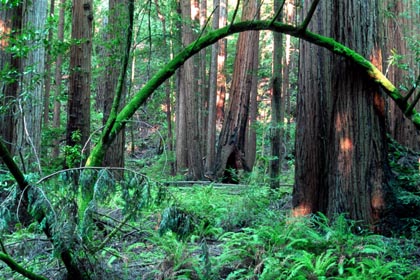 sekwoja wieczniezielona  Sequoia sempervirens  Coast Redwood  Küstensequoie  Küsten-Mammutbaum  Rotholz  séquoia sempervirens  Pomnik Narodowy Las Muira  Muir Woods National Monument