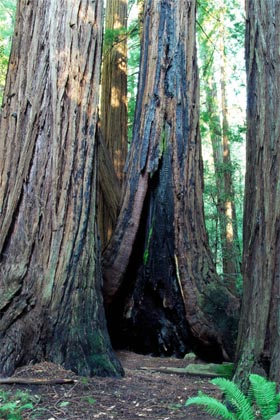 sekwoja wieczniezielona  Sequoia sempervirens  Coast Redwood  Küstensequoie  Küsten-Mammutbaum  Rotholz  séquoia sempervirens  Pomnik Narodowy Las Muira  Muir Woods National Monument