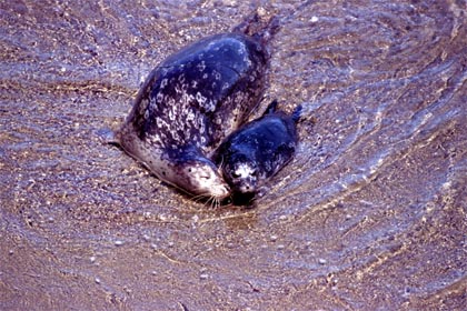Foka pospolita  Phoca vitulina  Harbor  Seal Seehund  phoque veau-marin Rezerwat Stanowy Point Lobos  Point Lobos State Reserve