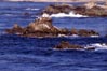 Rezerwat Stanowy Point Lobos     Point Lobos State Reserve