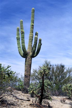 Kaktus saguaro  Carnegiea gigantea  Saguaro