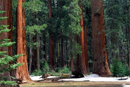 sekwoja olbrzymia  mamutowiec olbrzymi  Giant Sequoia  Sequoiadendron giganteum  Mammutbaum  Riesen-Sequoie  séquoia géant Park Narodowy Sekwoja  Sequoia National Park