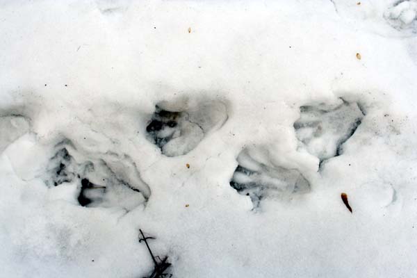 tropy bobra na śniegu, bóbr europejski 
Castor fiber 
beaver tracks in snow, Eurasian beaver 
Zakole Wawerskie, Warszawa 
ssaki