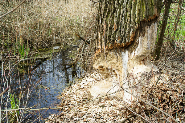 zgryzy bobrowe, bóbr europejski 
Castor fiber 
Eurasian beaver 
Zakole Wawerskie, Warszawa 
ssaki