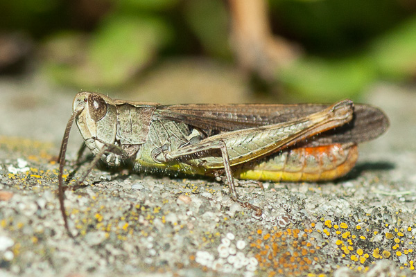 konik brunatny 
Chorthippus brunneus 
common field grasshopper 
Zakole Wawerskie, Warszawa 
owady, prostoskrzydłe