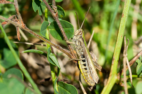 konik sucholubny 
Chorthippus mollis 
lesser field grasshopper 
Zakole Wawerskie, Warszawa 
owady, prostoskrzydłe