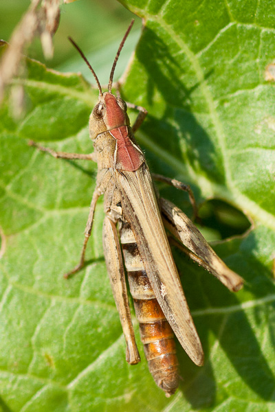 Konik polny Chorthippus z grupy biguttulus 
Grasshopper Chorthippus from the biguttulus group 
Zakole Wawerskie, Warszawa 
owady, prostoskrzydłe
