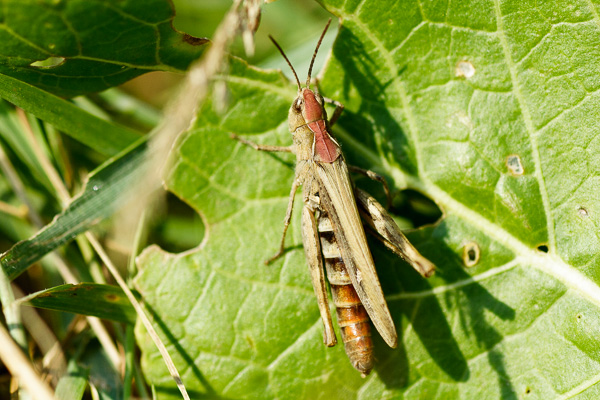 Konik polny Chorthippus z grupy biguttulus 
Grasshopper Chorthippus from the biguttulus group 
Zakole Wawerskie, Warszawa 
owady