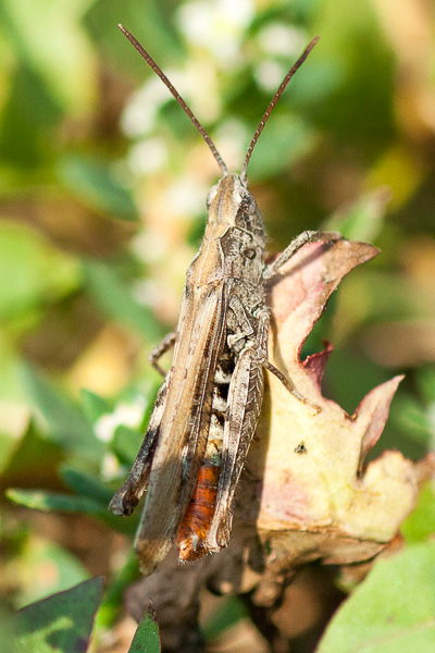 konik brunatny 
Chorthippus brunneus 
common field grasshopper 
Zakole Wawerskie, Warszawa 
owady, prostoskrzydłe