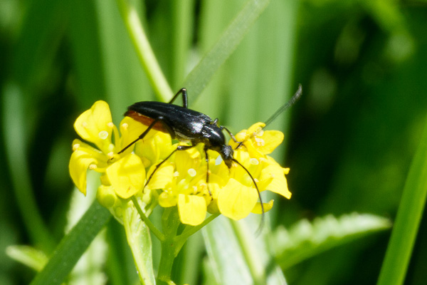 strangalia czarna 
Stenurella nigra 
Zakole Wawerskie, Warszawa 
owady, chrząszcze