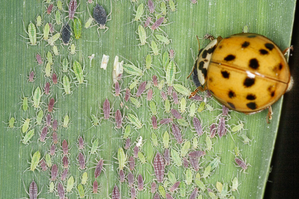 mszyce, biedronka azjatycka 
Aphidoidea, Harmonia axyridis 
aphid, harlequin ladybird 
Zakole Wawerskie, Warszawa 
owady, pluskwiaki