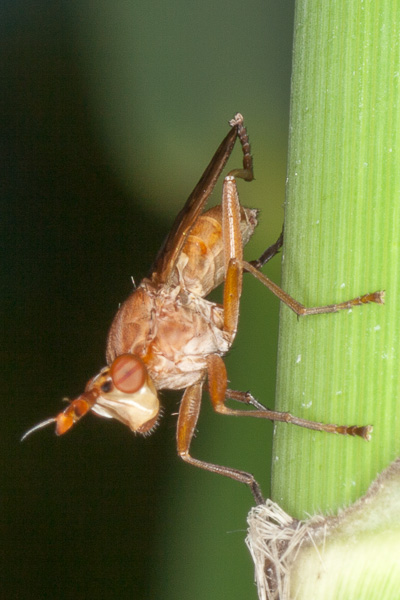 smętkowate 
Sciomyzidae 
marsh fly 
Zakole Wawerskie, Warszawa 
owady, muchówki