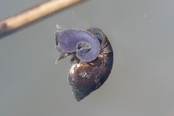 błotniarkowate 
Lymnaeidae 
pond snail 
Zakole Wawerskie, Warszawa 
mięczaki, ślimaki