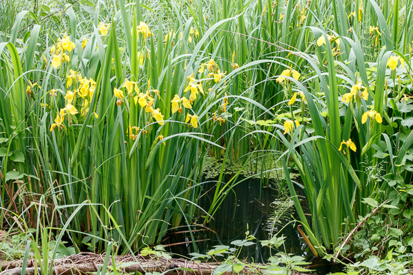 kosaciec żółty 
Iris pseudacorus