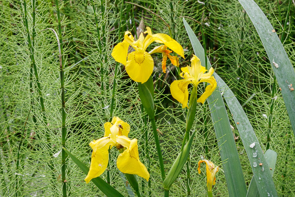kosaciec żółty 
Iris pseudacorus