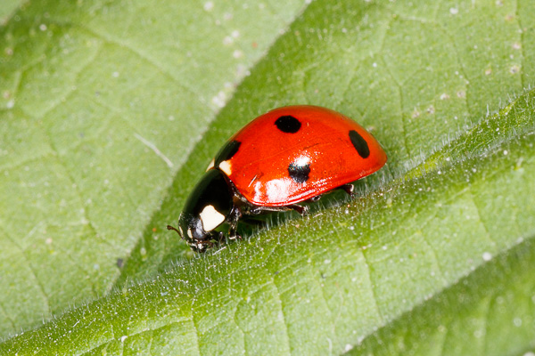 biedronka siedmiokropka 
Coccinella septempunctata 
seven-spot ladybird 
Zakole Wawerskie, Warszawa 
owady, chrząszcze
