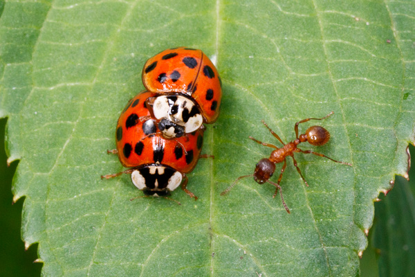 biedronka azjatycka, wścieklica 
Harmonia axyridis, Myrmica sp. 
harlequin ladybeetle 
Zakole Wawerskie, Warszawa 
owady
