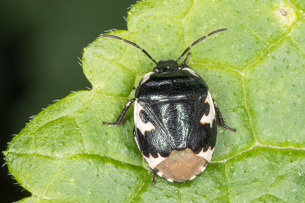 siedliszek dwubarwny 
Tritomegas bicolor 
pied shield bug 
Zakole Wawerskie, Warszawa 
owady, pluskwiaki
