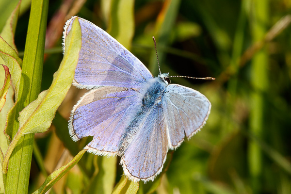 modraszek ikar 
Polyommatus icarus 
common blue 
Zakole Wawerskie, Warszawa 
owady, motyle