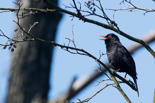 kos 
Turdus merula 
common blackbird 
Zakole Wawerskie, Warszawa 
ptaki