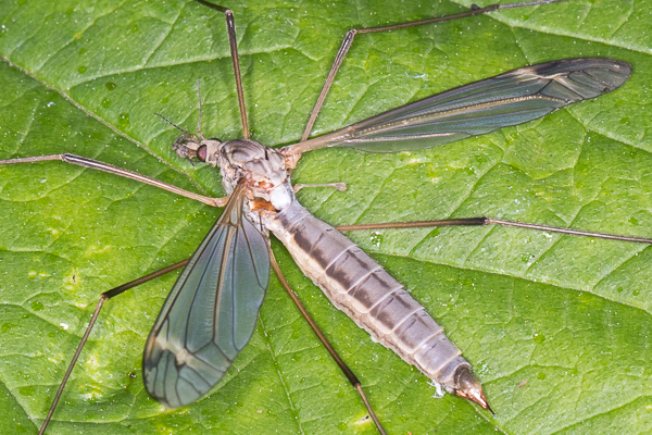 koziułka, komarnica 
Tipula sp. 
crane fly 
Zakole Wawerskie, Warszawa 
owady, muchówki