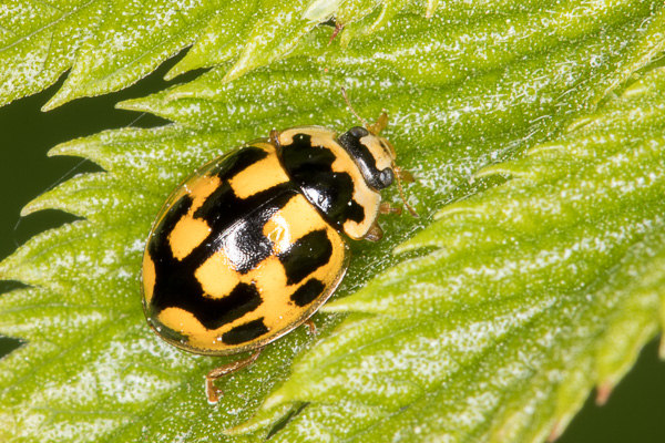 biedronka wrzeciążka 
Propylea quatuordecimpunctata 
14-spotted ladybird beetle 
Zakole Wawerskie, Warszawa 
owady, chrząszcze