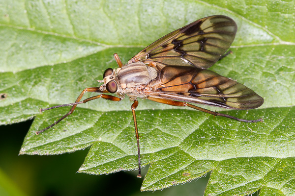 kobyliczka pniowa 
Rhagio scolopaceus 
downlooker snipefly 
Zakole Wawerskie, Warszawa 
owady, muchówki