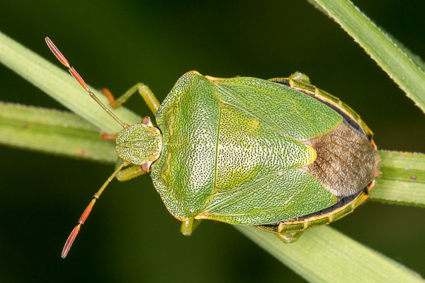 odorek zieleniak 
Palomena prasina 
green shield bug 
Zakole Wawerskie, Warszawa 
owady, pluskwiaki