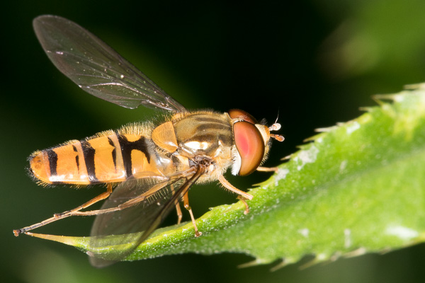 bzyg prążkowany 
Episyrphus balteatus 
marmalade hoverfly 
Zakole Wawerskie, Warszawa 
owady, muchówki, bzygowate