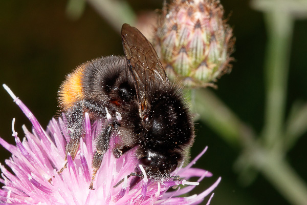 trzmiel gajowy 
Bombus lucorum 
white-tailed bumblebee 
Zakole Wawerskie, Warszawa 
owady, błonkoskrzydłe, pszczoły, trzmiele